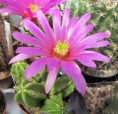 /album/mexiko/echinocereus-moricalii-jpg/